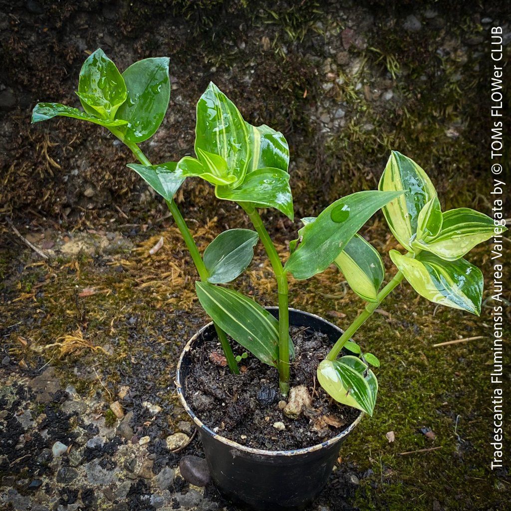 Piante & sementi: Tradescantia Fluminensis Aurea Variegata - 1Blickfang – Nuovo e nell'imballaggio originale da Adliswil venduto da MarkyForest 4