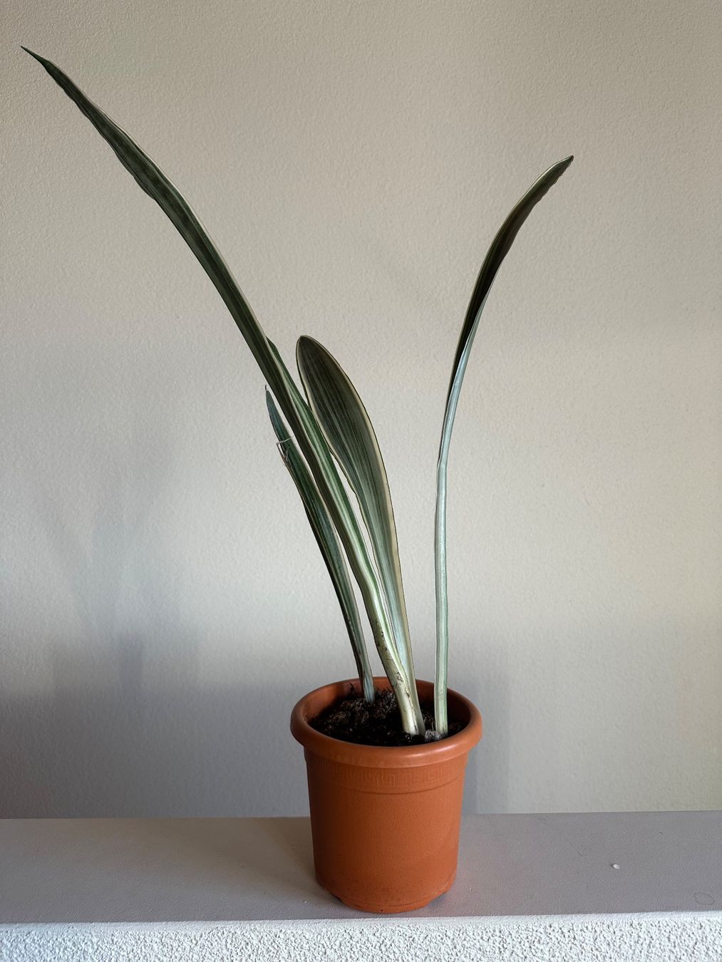 Pflanzen & Samen: Sansevieria trifasciata "metallica" – Gebraucht aus Zürich von ong8 1