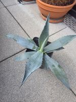 Agave americana 27 cm hoch