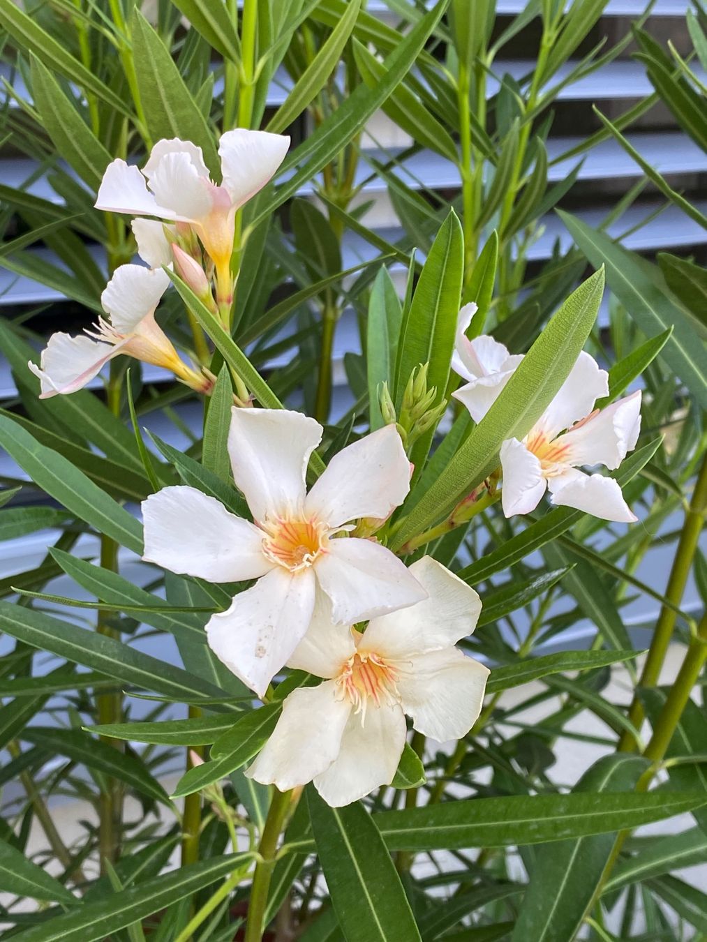 Plantes & graines: Oleander gelb, 105 cm – Neuf (Voir description) à Alchenflüh par smart- 2