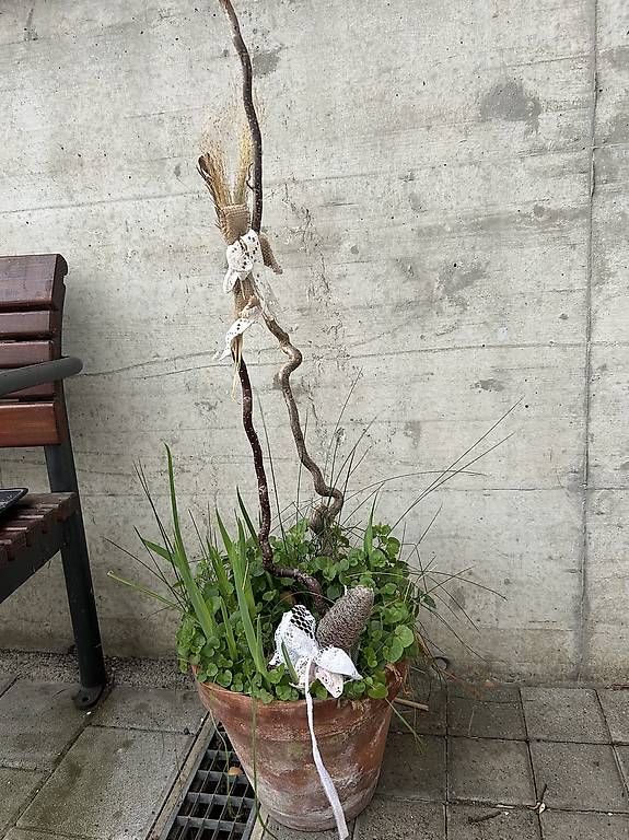 Plantes & graines: Iris und Campanula – D'occasion à Frauenfeld par Irene.Schuppli 2