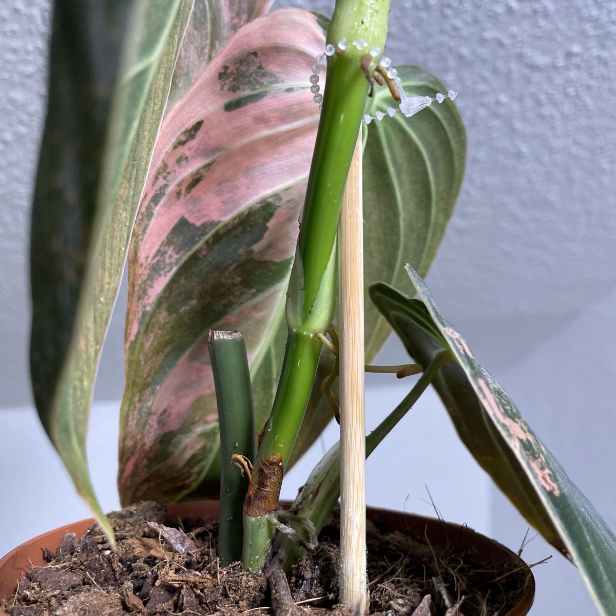 Piante & sementi: Philodendron Melanochrysum orange variegata – Usato da Suhr venduto da Planted.by.two 1