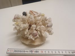 Weisse Koralle mit Muscheln, ca. 13cm 🐚🐚🐚