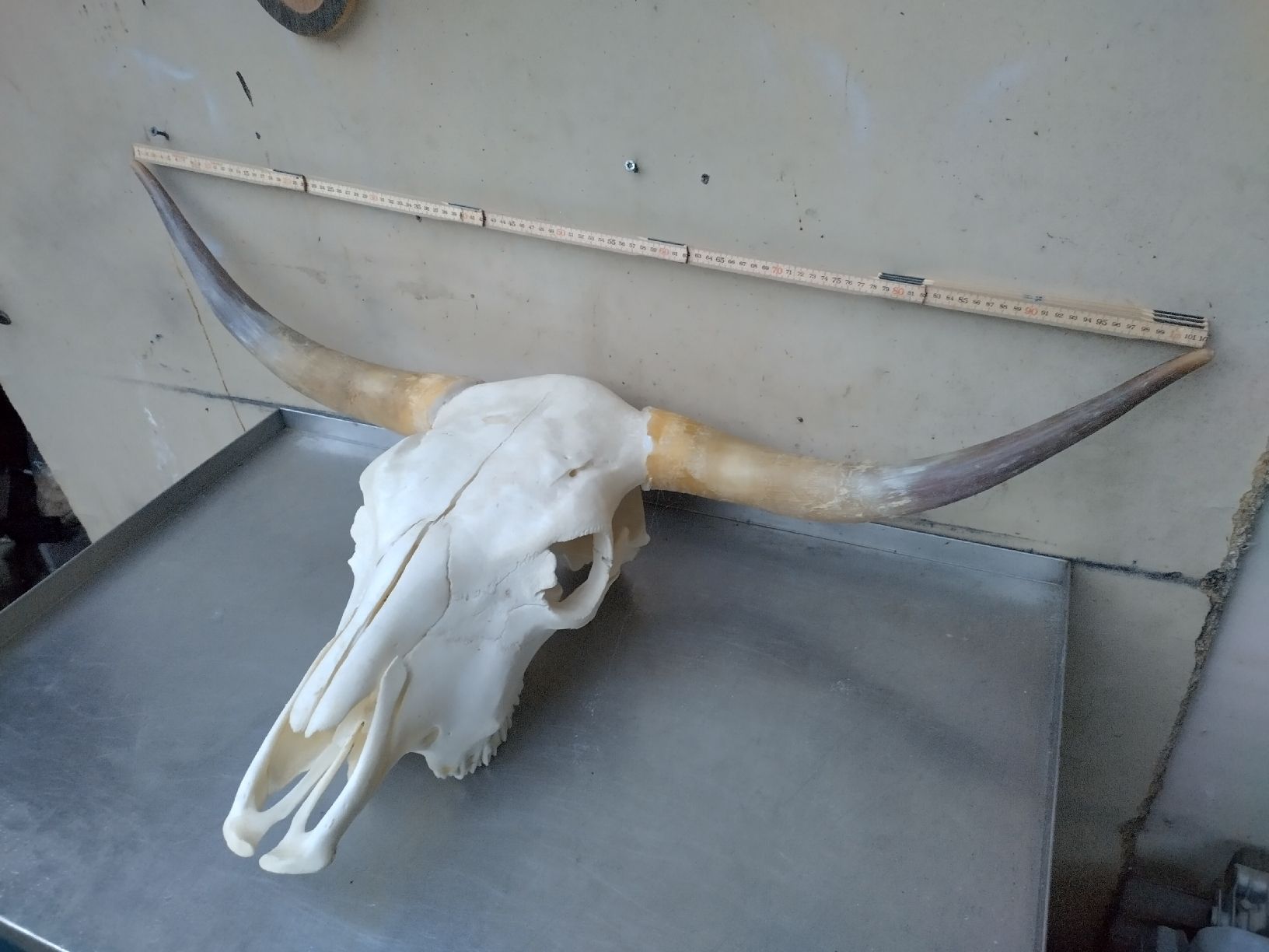 Il mondo degli animali: Grosser echter Kuh Schädel / imposant 103cm breit – Usato da Wettingen venduto da Bwalti 1