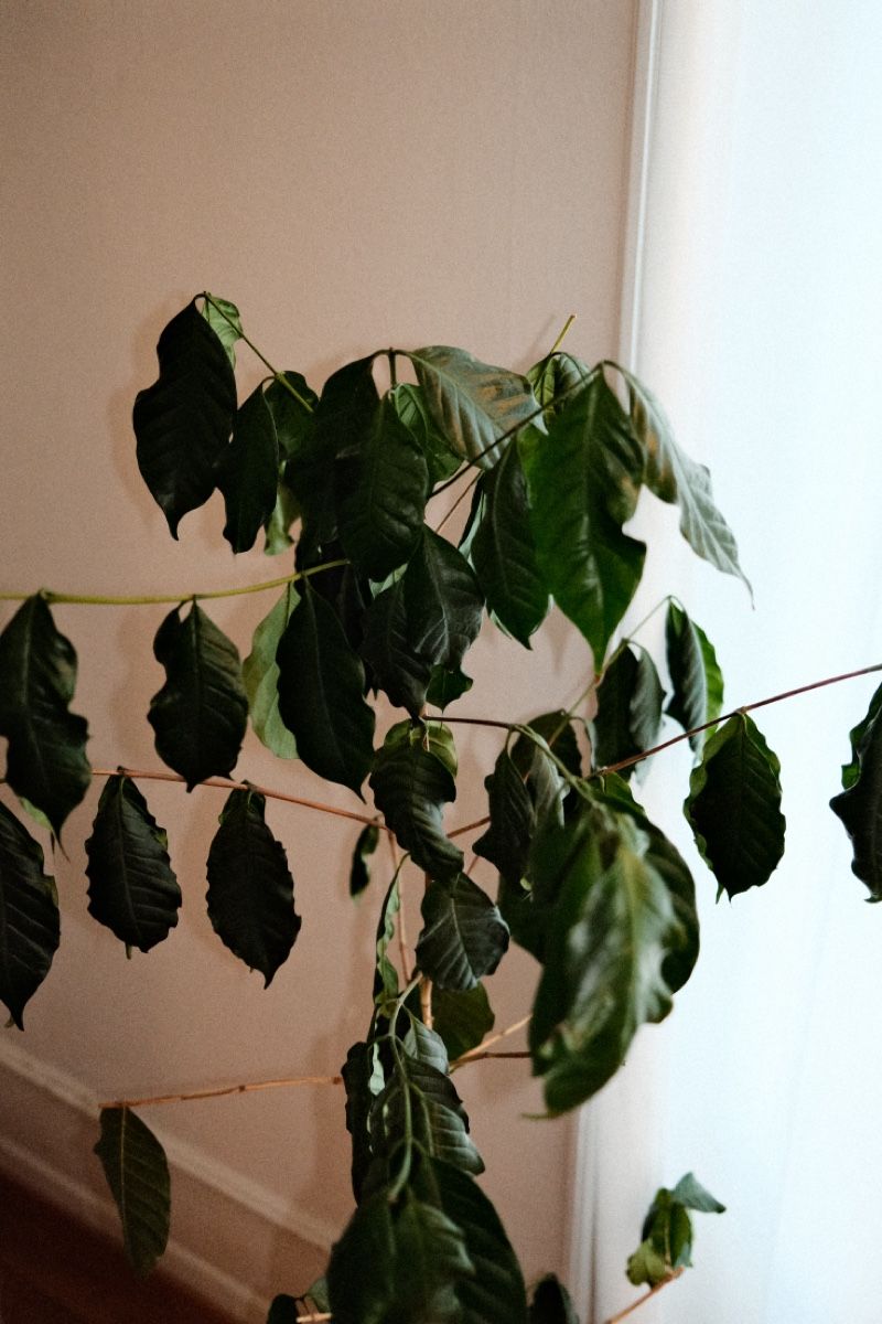 Plantes & graines: Kaffeepflanze inklusive Topf – D'occasion à Zürich par dvblch 2