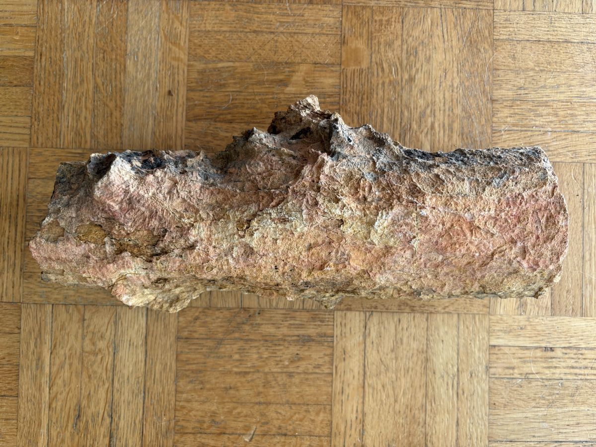 Fossilien: Fossiles Holz – Gebraucht aus Biel/Bienne von nimmes 1