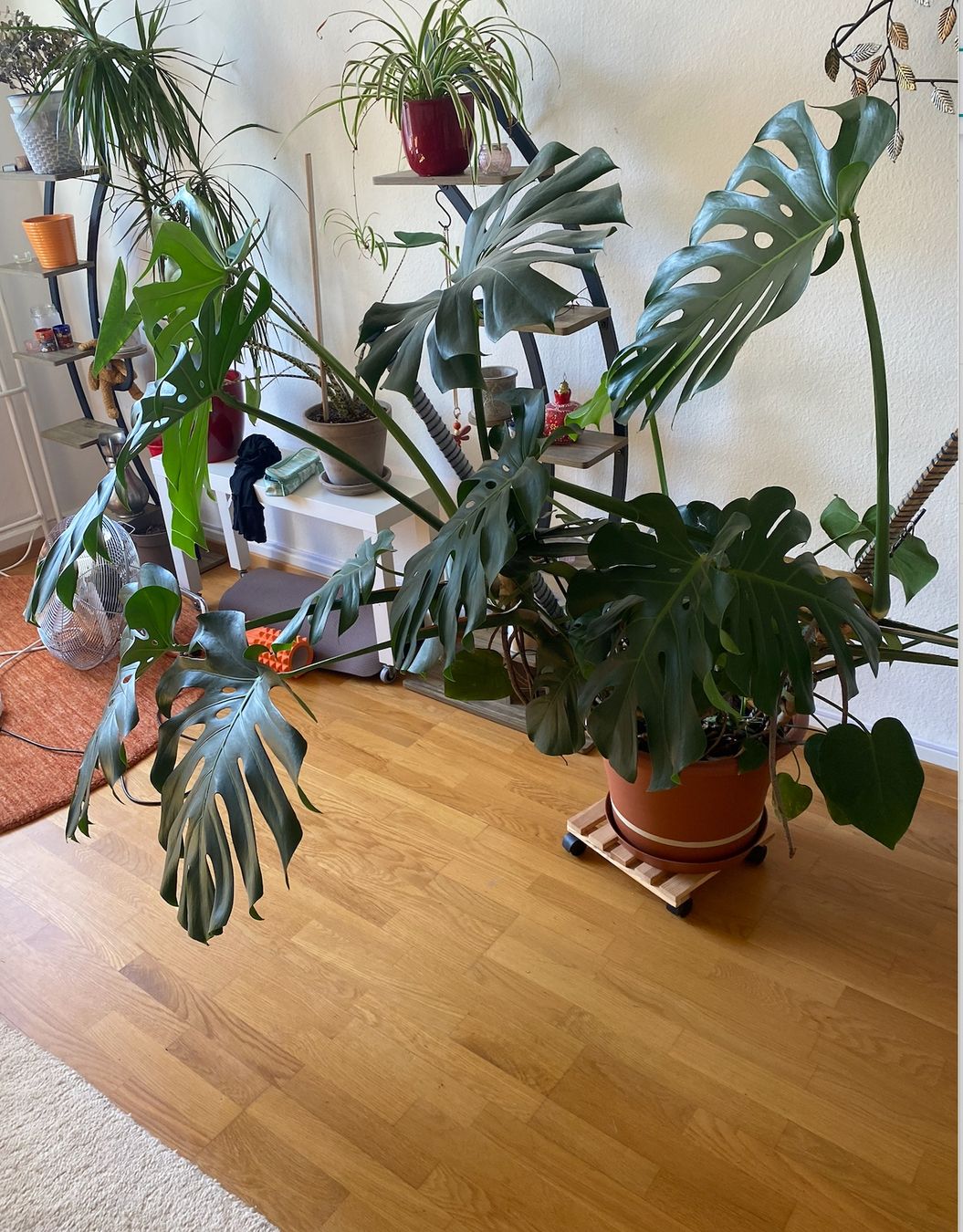Piante & sementi: Grosse Monstera – Usato da Zürich venduto da kat_vd2b 1