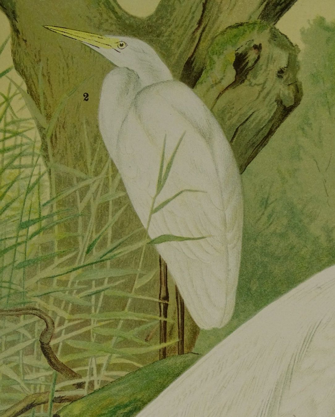 Grafica & Litografie: SILBERREIHER, CHROMOLITHOGRAPHIE UM 1900 – Usato da Grüningen venduto da Kartensammler 3