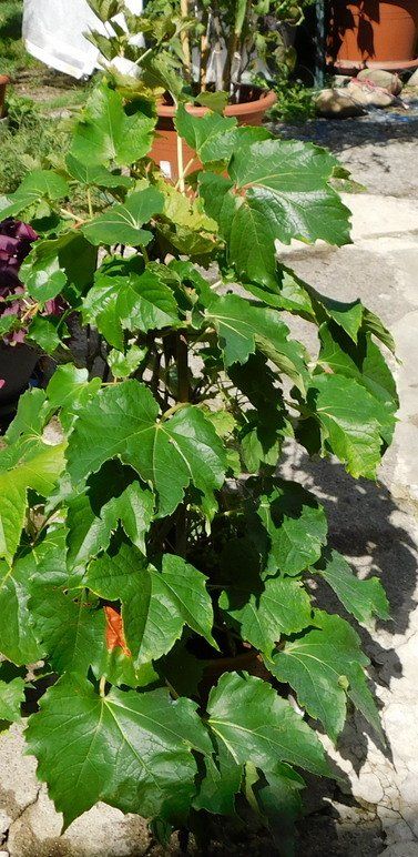 Plantes & graines: Ziertraube – D'occasion à Villnachern par Niggo0 2