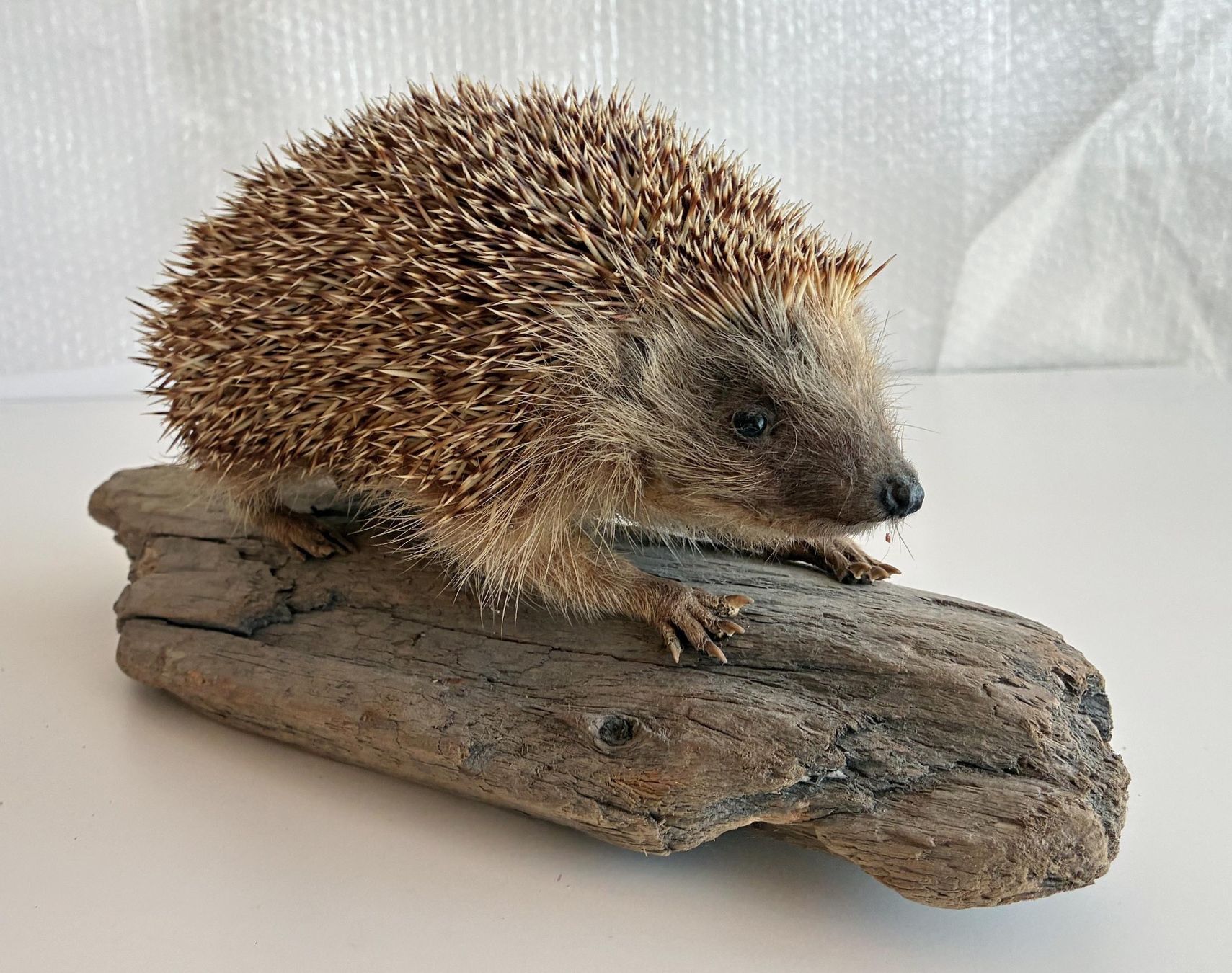 Welt der Tiere: Herziger Igel – Gebraucht aus Bäretswil von robsonantik
