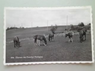 Cartoline postali: Chevaux des Franches Montagnes Pferde – Usato da Sargans venduto da nicsam1815