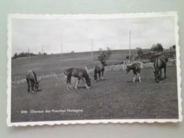 Chevaux des Franches Montagnes Pferde