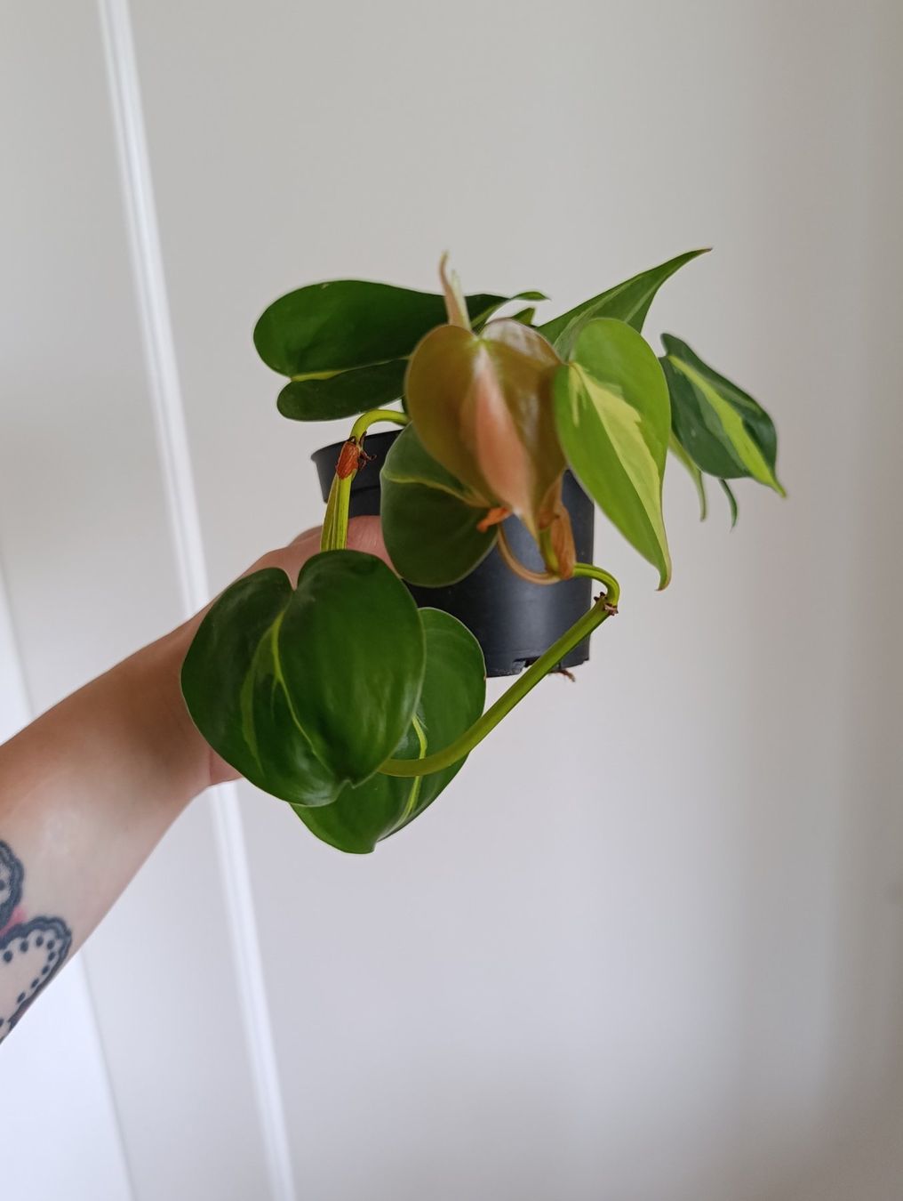 Piante & sementi: Philodendron Brasil – Usato da Baar venduto da L.isa28 1