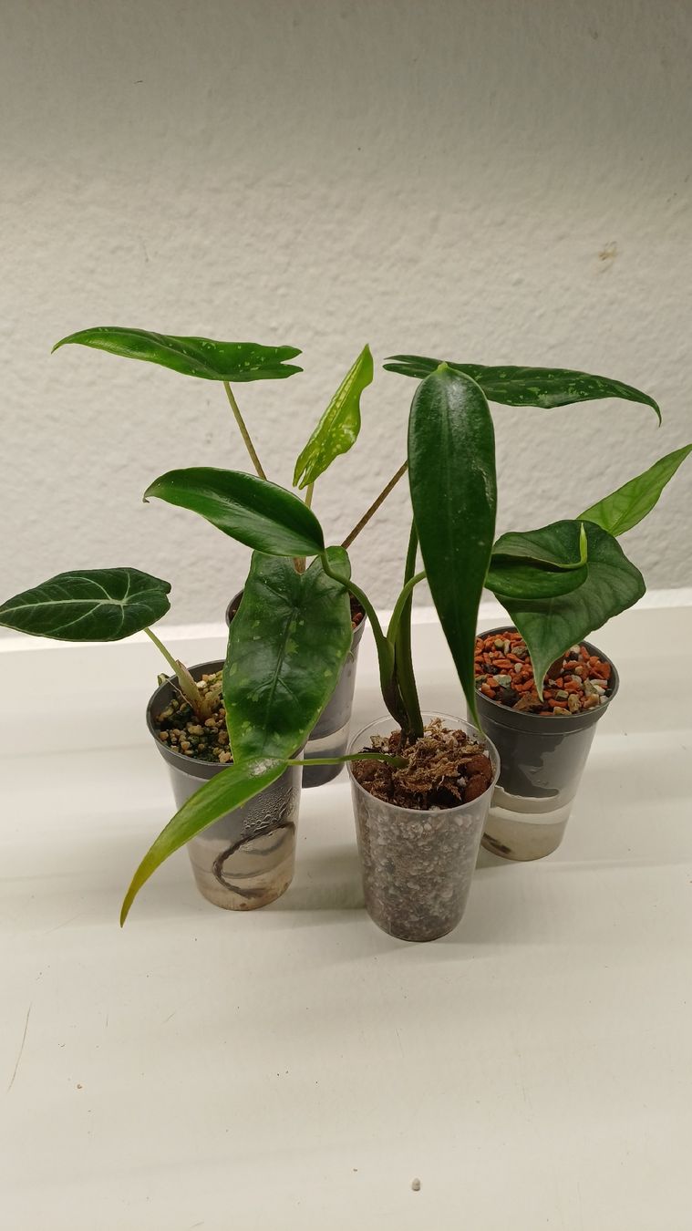 Plantes & graines: Monstera – D'occasion à Bern par uwi_8t7x 4