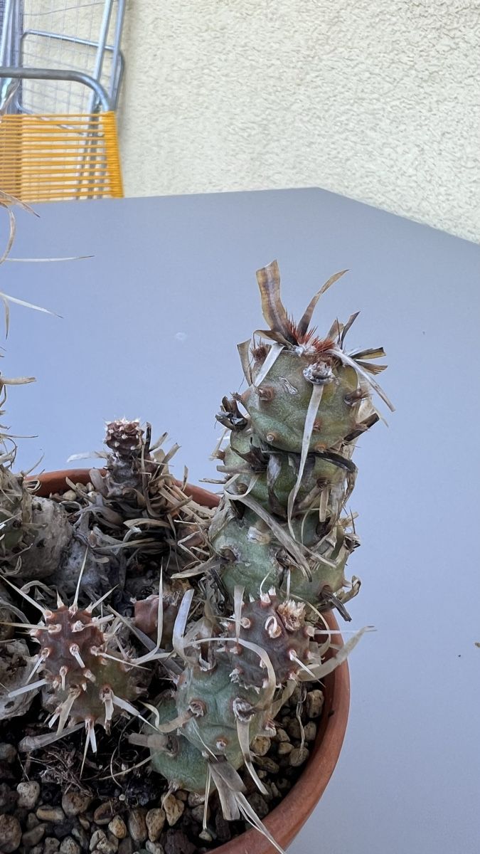 Plantes & graines: Kaktus Tephrocactus – D'occasion à Pfyn par dan_9mbw 3