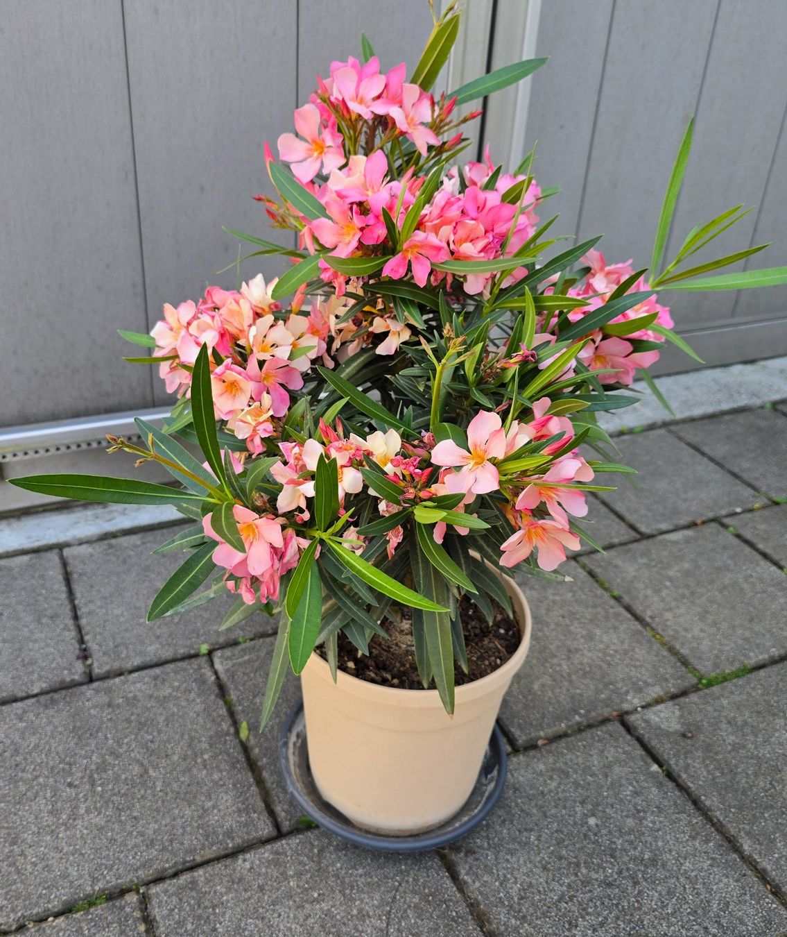 Piante & sementi: Kleiner Oleander – Nuovo (secondo la descrizione) da Aarburg venduto da popkorn65 4