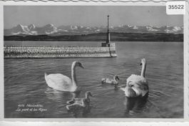 Neuchatel - Le port et les Alpes - Schwäne