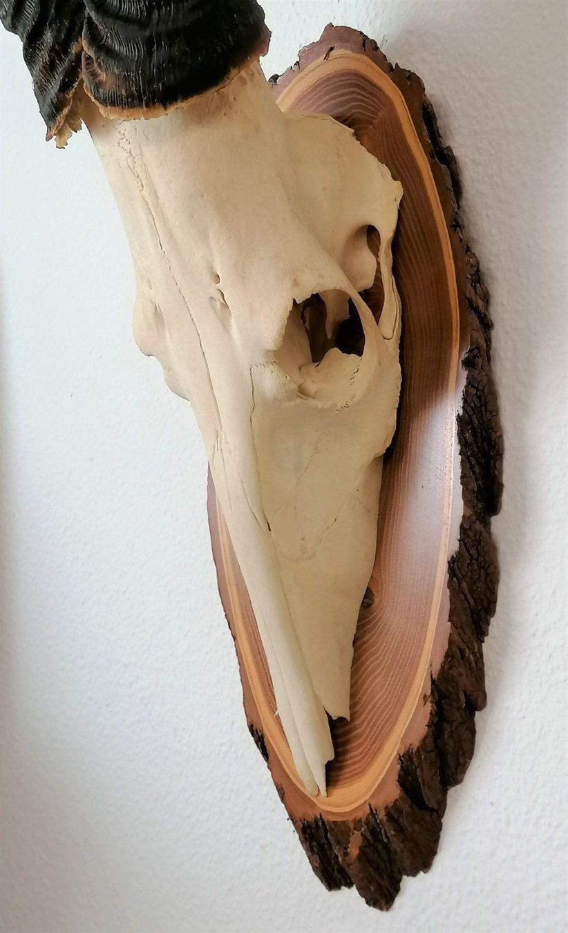 Altre raccolte & rarità: Antilope Kuhantilope Geweih Trophäe – Usato da Reinach BL venduto da fliegenrolli 3