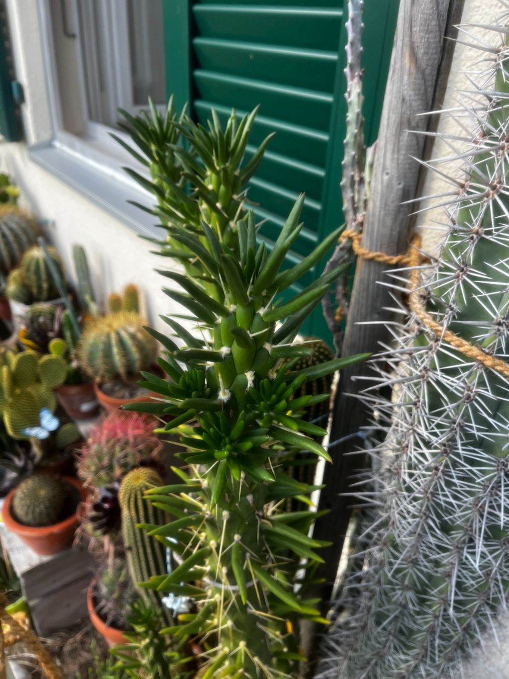 Piante & sementi: Austrocylindropuntia subulata monstruosa – Nuovo (secondo la descrizione) da Vinelz venduto da Wellensittich55 1