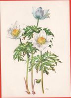 BLUMEN Alpen-Anemone - signiert Pia Roshardt