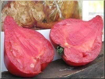 Piante & sementi: Tomate téton de venus ! RARE TOMATE – Nuovo (secondo la descrizione) da Bremblens venduto da FIBONACCI369 2