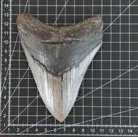 Megalodon Zahn, beeindruckendes Fossil aus den Urmeeren