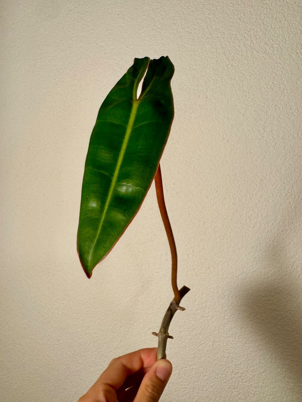 Piante & sementi: Philodendron Billietiae | Fresh Cutting – Nuovo (secondo la descrizione) da Bülach venduto da Bloom_Witch