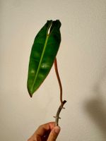 Philodendron Billietiae | Fresh Cutting