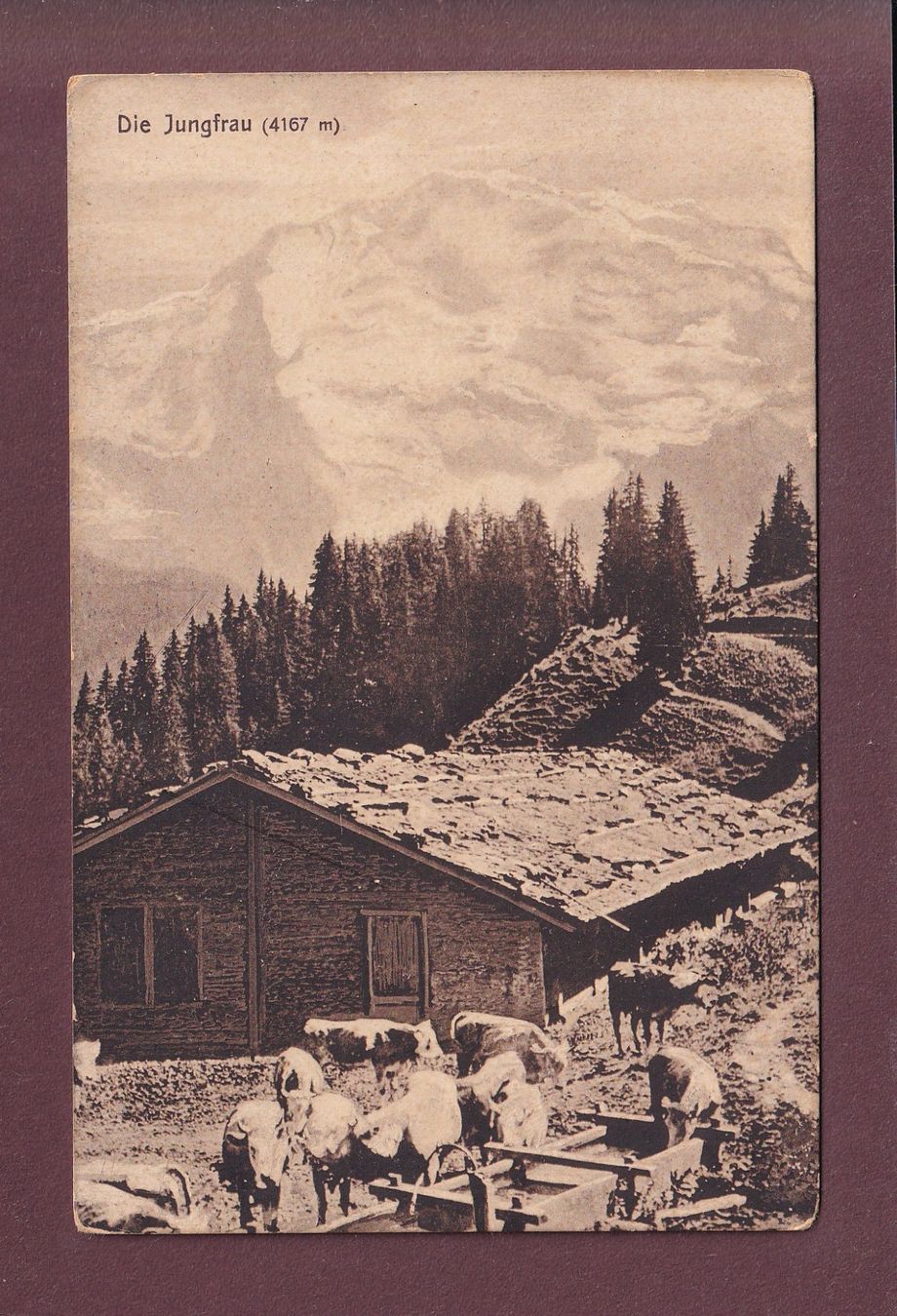 Cartoline postali: JUNGFRAU - Kühe - 1919 – Usato da Pully venduto da nicecards