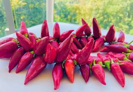 Chili GIRLANDE aus Sizilien  Gewurze