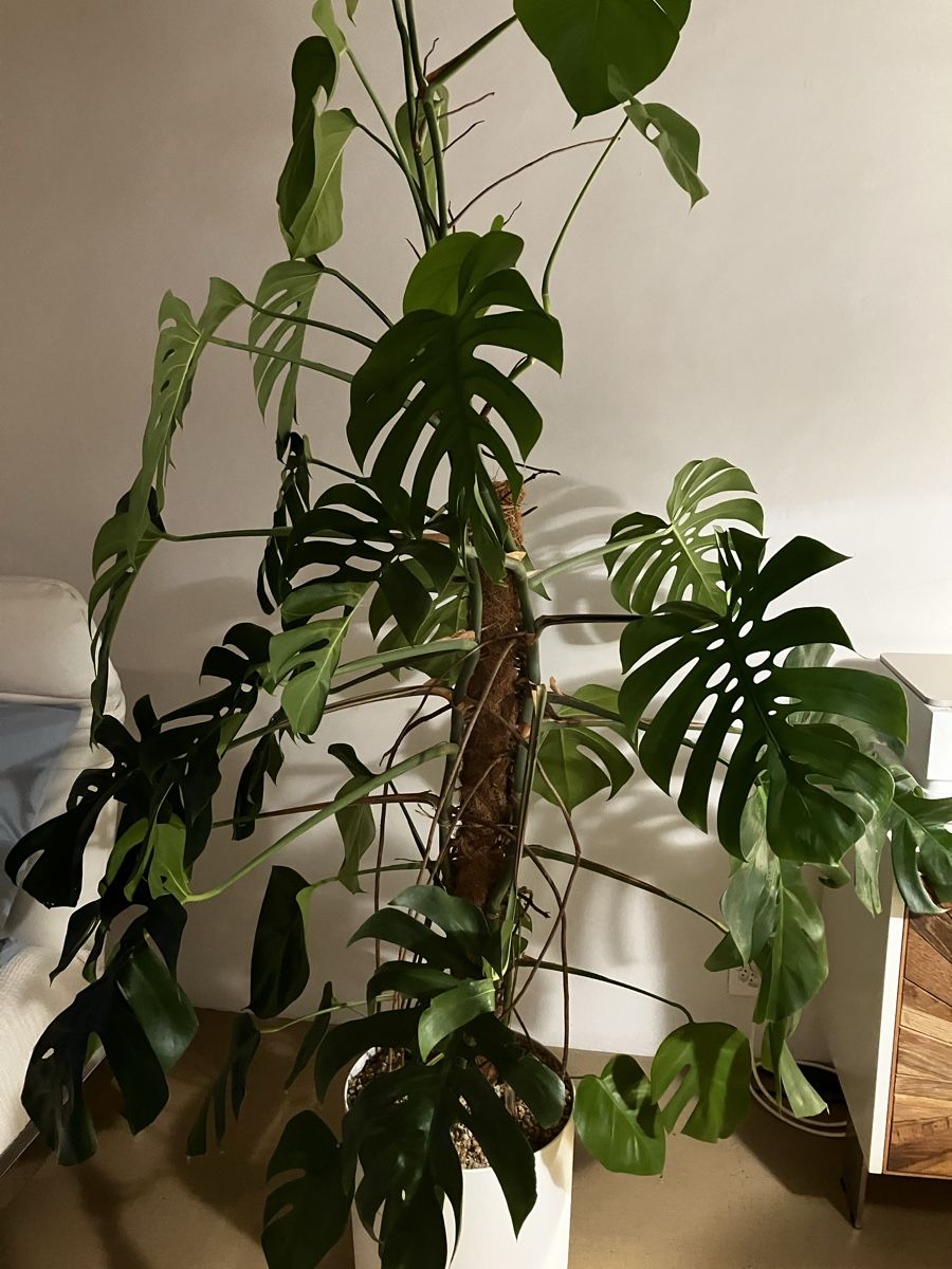 Piante & sementi: Monstera-Hydro – Usato da Avenches venduto da ChristinaW0102 2