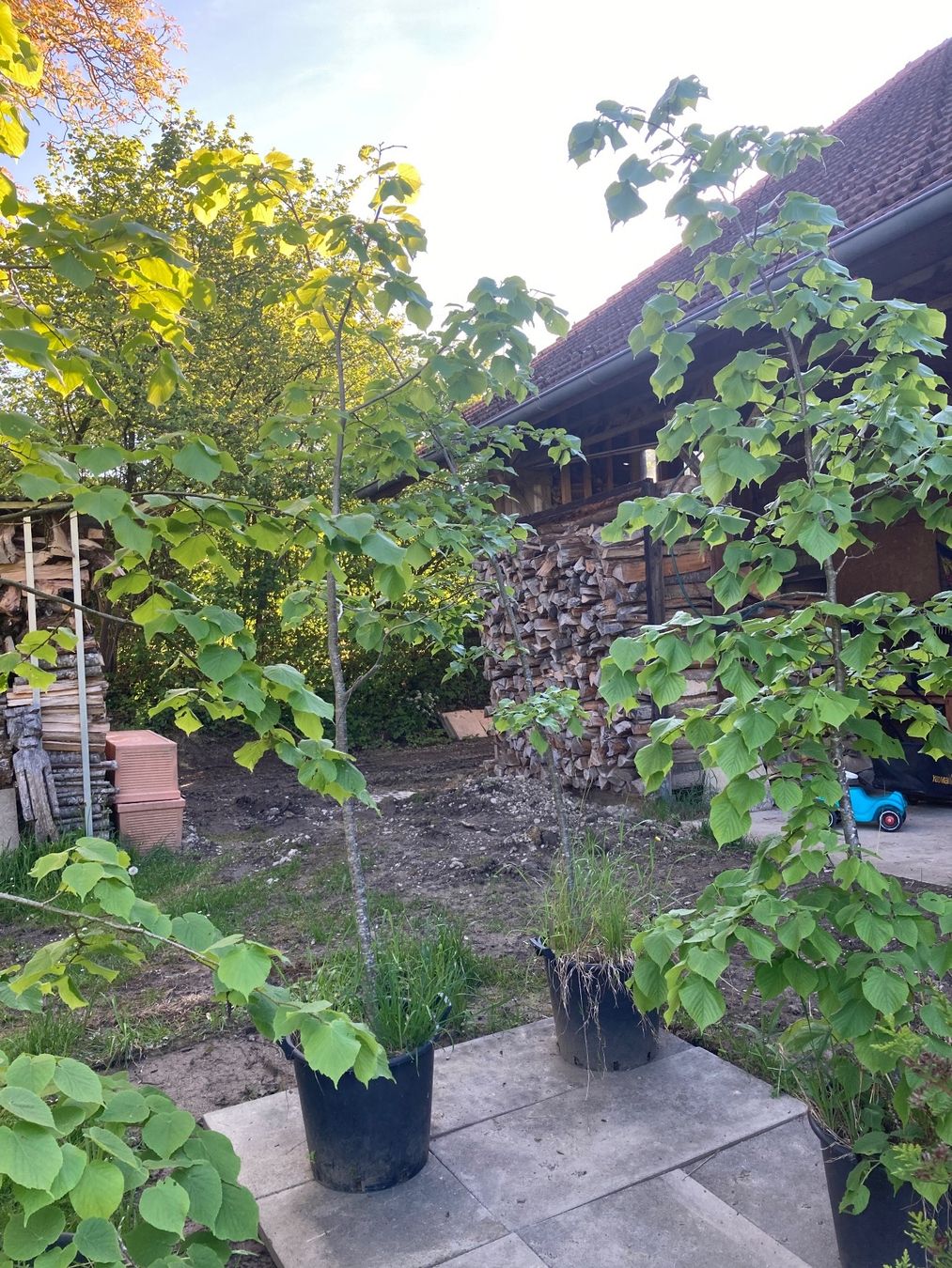 Pflanzen & Samen: Sommerlinde. Lindenbaum – Gebraucht aus Walde AG von remo_globi 1
