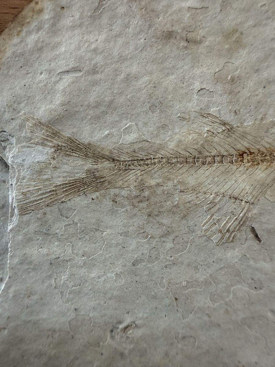 Fossili: Versteinerter Fisch – Usato da Grenchen venduto da Bastet007 2