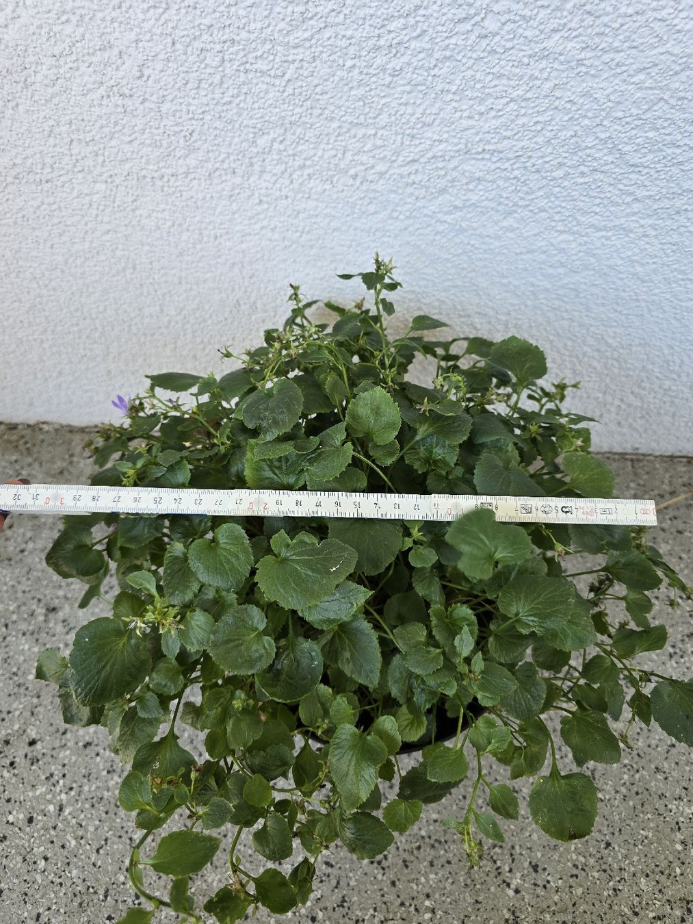 Piante & sementi: Winterharte Glockenblume – Usato da Rickenbach b. Wil venduto da Kth_v8 3