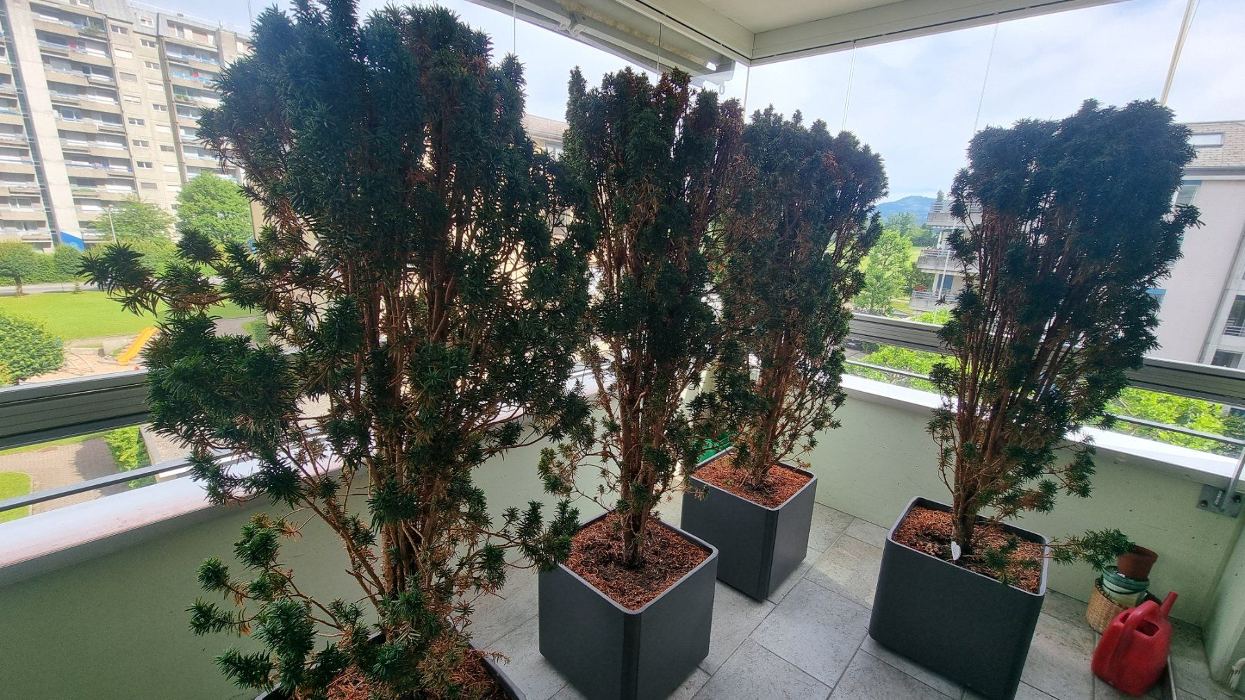 Pflanzen & Samen: Irische Eiben – Gebraucht aus Rapperswil SG von Hercules6