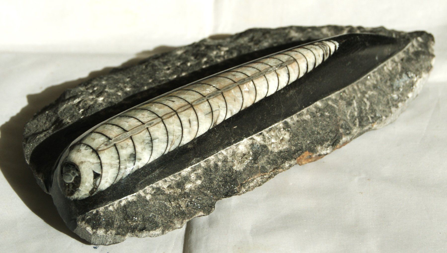 Fossili: ORTHOCERAS  "KOPFFÜSSLER" – Usato da Stadel venduto da Wald100 2