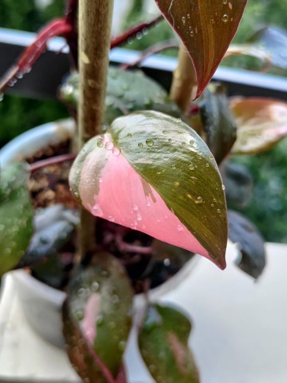 Philodendron Pink Princess | Kaufen auf Ricardo