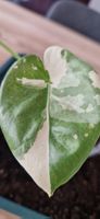 🤩Alocasia Macrorrhiza Albo Variegata Spross