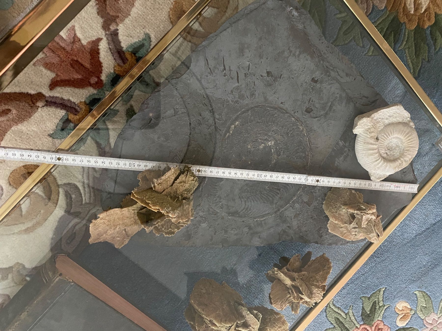 Fossiles: Fossilien – D'occasion à Weinfelden par MariaTG 3