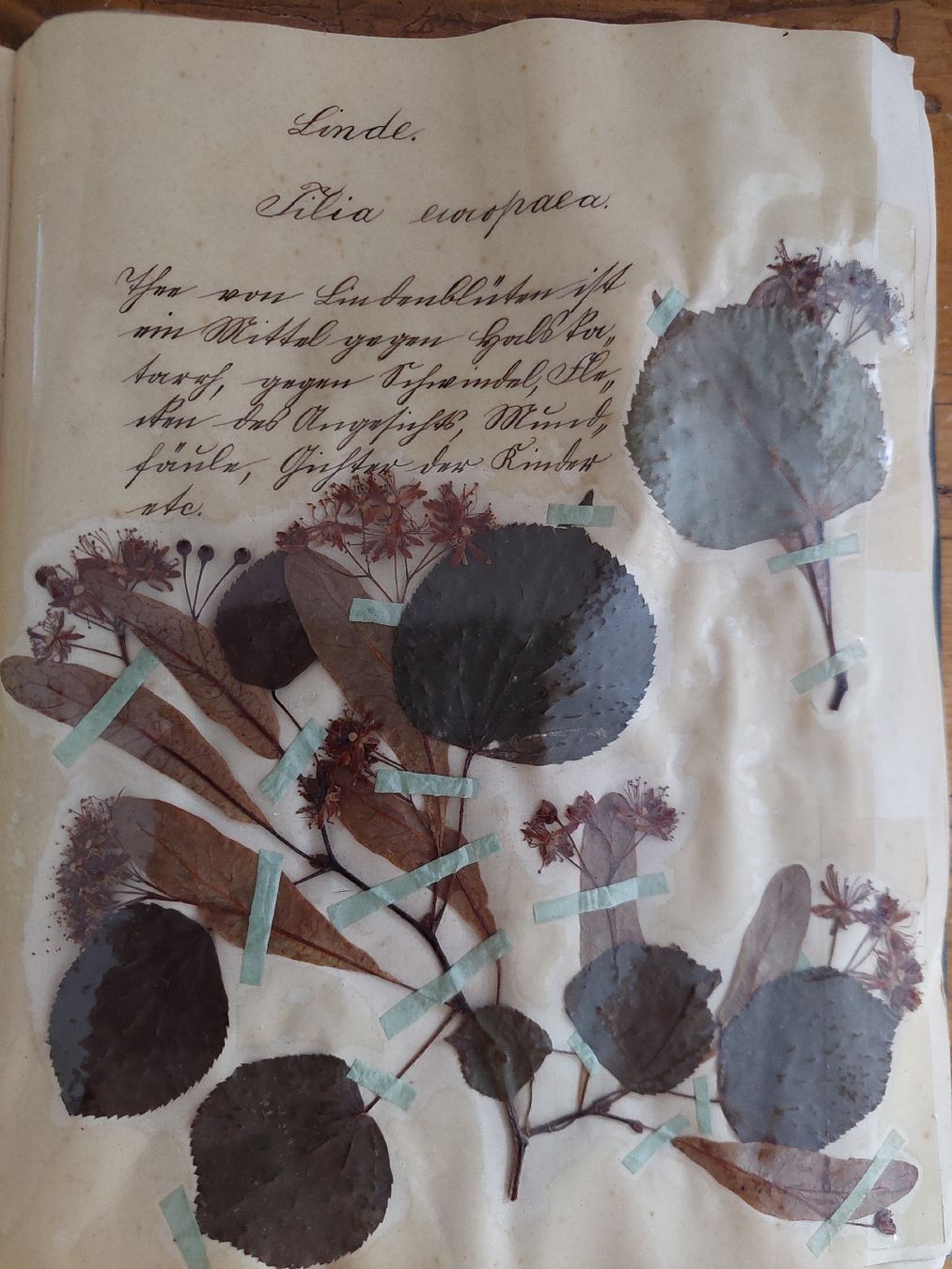Libri: Herbarium um 1920-1930 – Usato da Hünibach venduto da Raggamuffjn 1