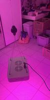Pflanzenlampe LED
