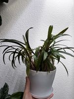 Ledebouria socialis – buschige Pflanze mit vielen Zwibeln