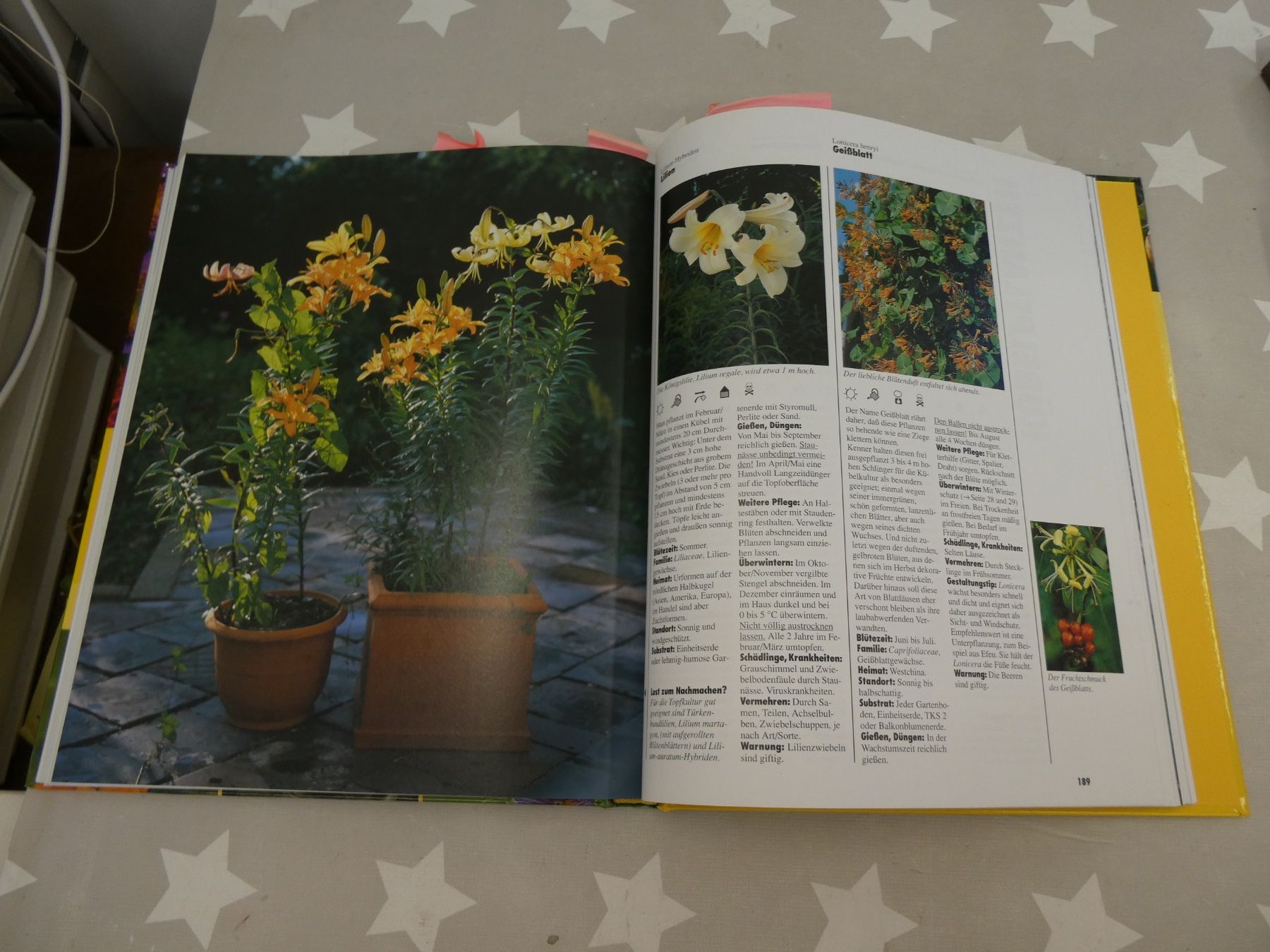 Libri: Buch: Balkon & Kübelpflanzen Halina Heitz – Usato da Rafz venduto da Powacaddy 4
