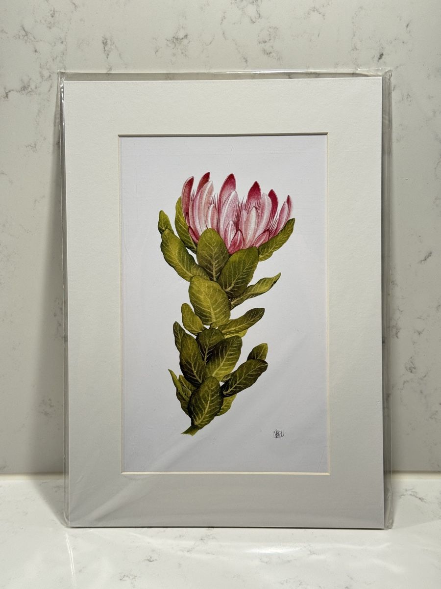 Dipinti: Bot River Protea A4 Botanical Print – Nuovo e nell'imballaggio originale da Zürich venduto da RicardoExplorer