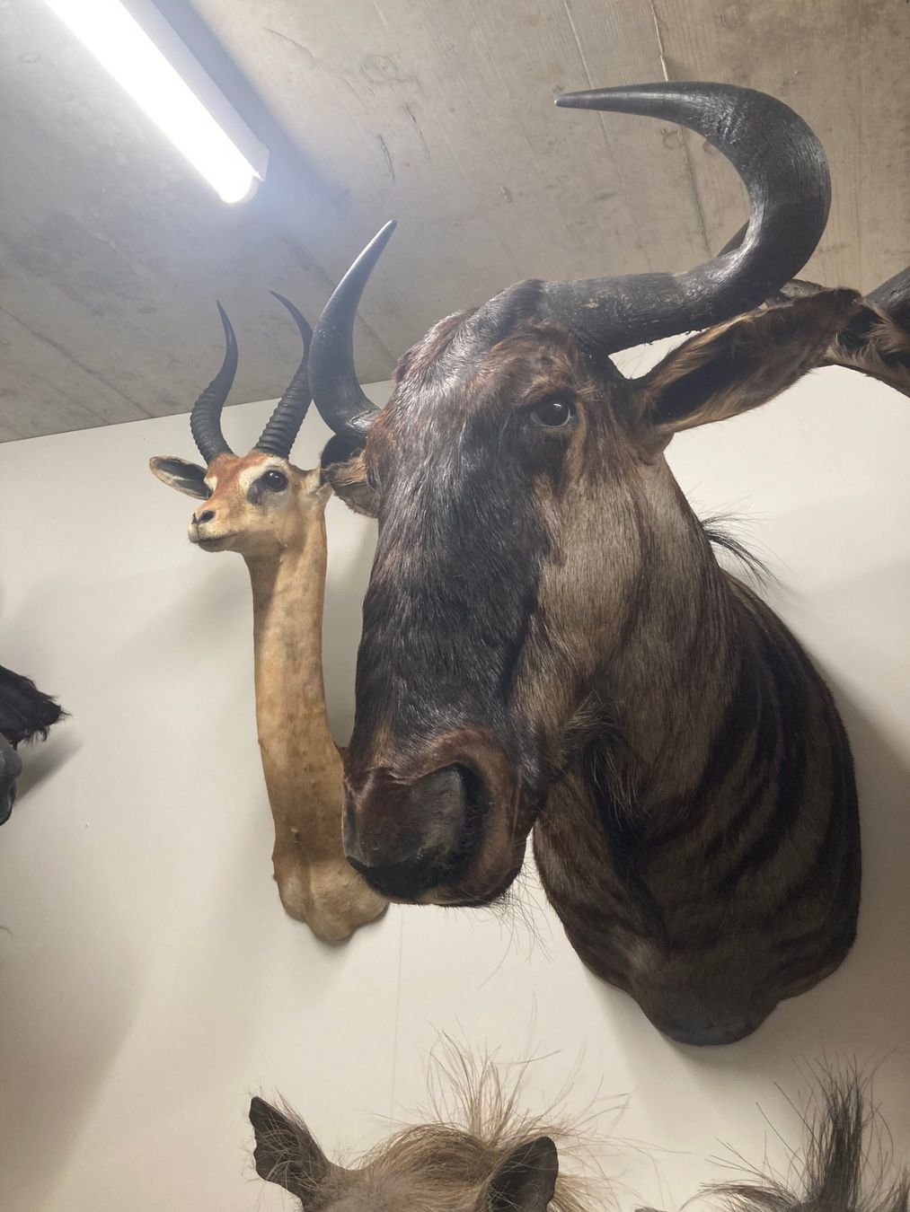 Welt der Tiere: Gnu Präparat – Gebraucht aus Pfaffnau von Yoka0