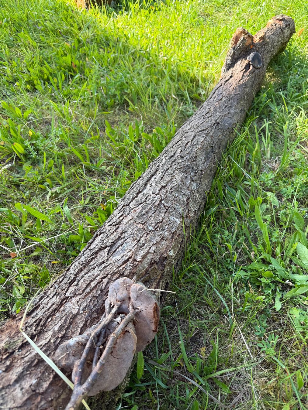 Articoli in legno: Schöner Zwetschgen Holzstamm – Usato da Huttwil venduto da Burk3 4