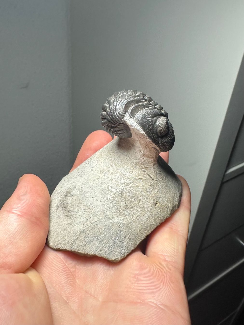 Fossili: Fossiler Trilobit - Phacops africanus – Usato da Lutzenberg venduto da CS65 4