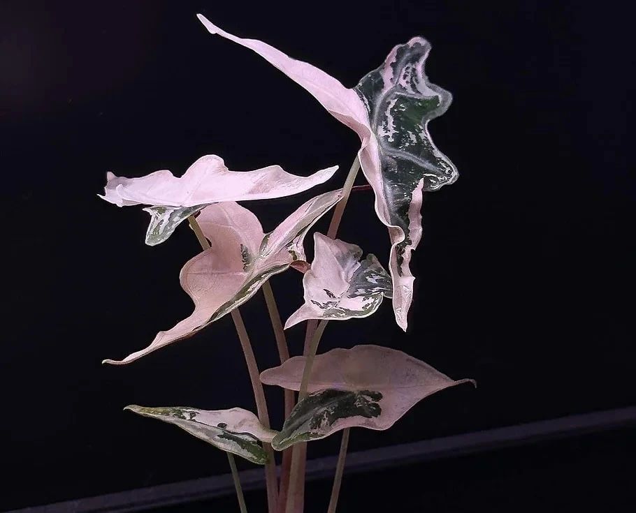 Piante & sementi: Alocasia Nobilis K Version Pink  – Nuovo e nell'imballaggio originale da Taverne venduto da Alexbernasconi14