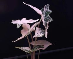 Alocasia Nobilis K Version Pink 