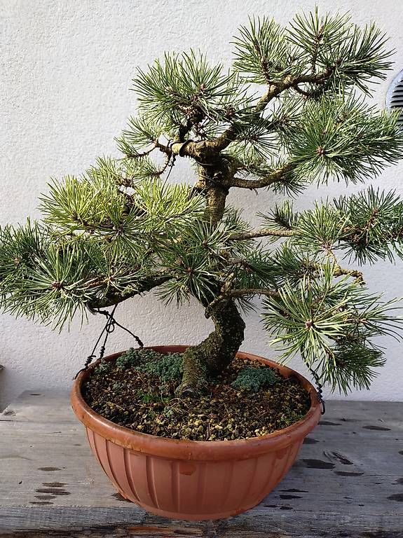 Plantes & graines: Bonsai – D'occasion à Walterswil SO par som_jbd7